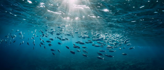 🐟10 Reasons You Need More Omega-3s in Your Diet—Like, Yesterday
